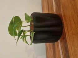 Paramteric Plant Pot/Vase