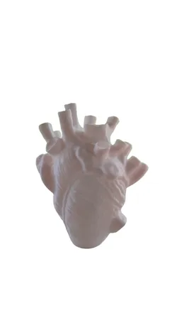 anatomical heart-shaped vessel