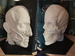 Ecorche Bookends - Human Anatomy