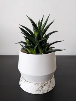 Simple Designer Planter and Tray