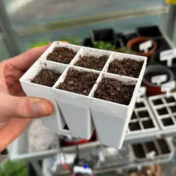 Optimal Seed Tray - 6 Cell