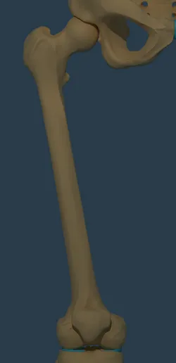 Femur and Patella Bones (HighPoly)