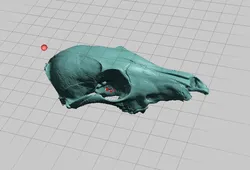 Juvenile Coyote Skull, NextEngine Scan