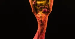 Tabletop plant: "Claw Root 2" (Alien Vegetation 33)