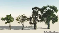 Trees 4
