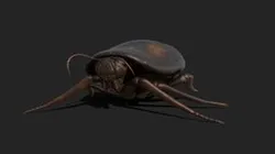 Arahnid, Cockroach