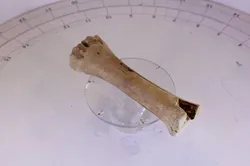 bone