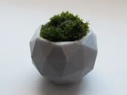 Plant Pot