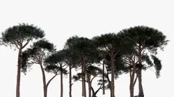 italian stone pine - pinus pinea and pinaster
