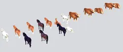 animal