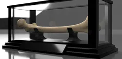 Display Case
