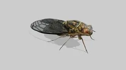 Japanese Cicada (JIP)