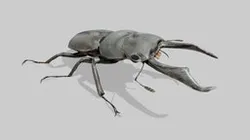 Japanese Stag Beetle (JIP)