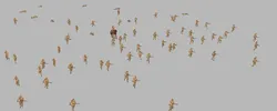 military