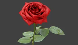 rose