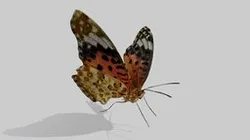 Butterfly 1 (JIP)