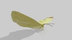 Butterfly 2 (JIP)