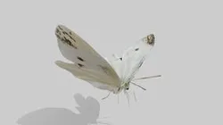 Butterfly 3 (JIP)