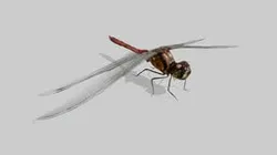 Dragonfly Akiakane (JIP)