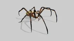 Spider (JIP)