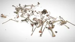 Bones Remains Skeletons
