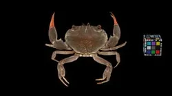CC0 ヤクジャマガニ 🦀 ♂ Kumadori Xanthid Crab