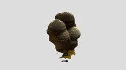 Orb