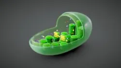 Chloroplast Cross Section Anatomy