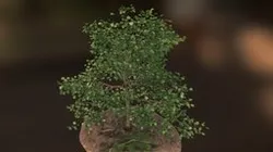 Alder Tree ;0