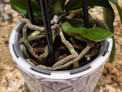 Cache pot spacer