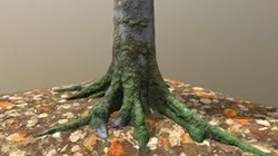 Mossy Tree Trunk