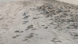 Sandy beach on Rügen / RealityScan
