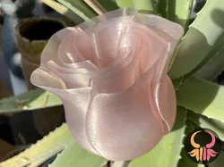Spiral Vase Rose