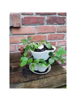 Stackable Selfwatering Flower Pot