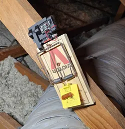 Rat Trap Detector (WiFi)