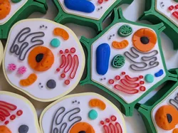 Ribosome add-on for educational model