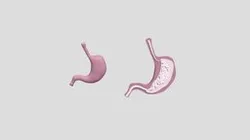 Stomach Inside