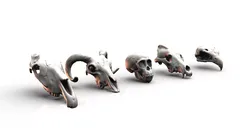Skulls- Animal skulls terrain 3D print model