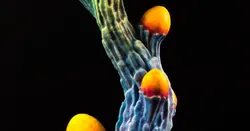 Tabletop plant: "Cnidocyte Plant" (Alien Vegetation 34)