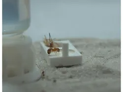 simple Ant Feeding Dish