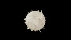 Lymphocyte White Blood Cell