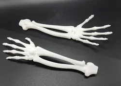 Skeletal Forearm & Hand