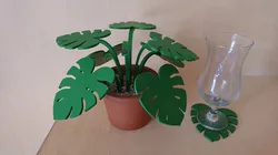 Monstera coaster plant