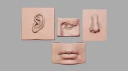 Head Parts Anatomy