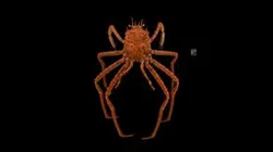 CC0 オオホモラ 🦀 ♂ Japanese Deepwater Carrier Crab