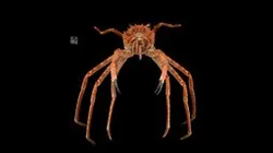 CC0 オオホモラ 🦀 ♂ Japanese Deepwater Carrier Crab