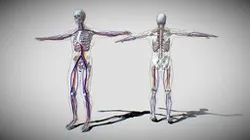 Human perspective X-ray X-ray bone blood vessels