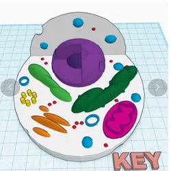 3D printer bestanden | 3MF | Animal Cell model
