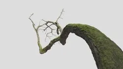 Cantilever Tree - Seattle Park