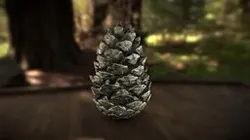 Conifer Cone